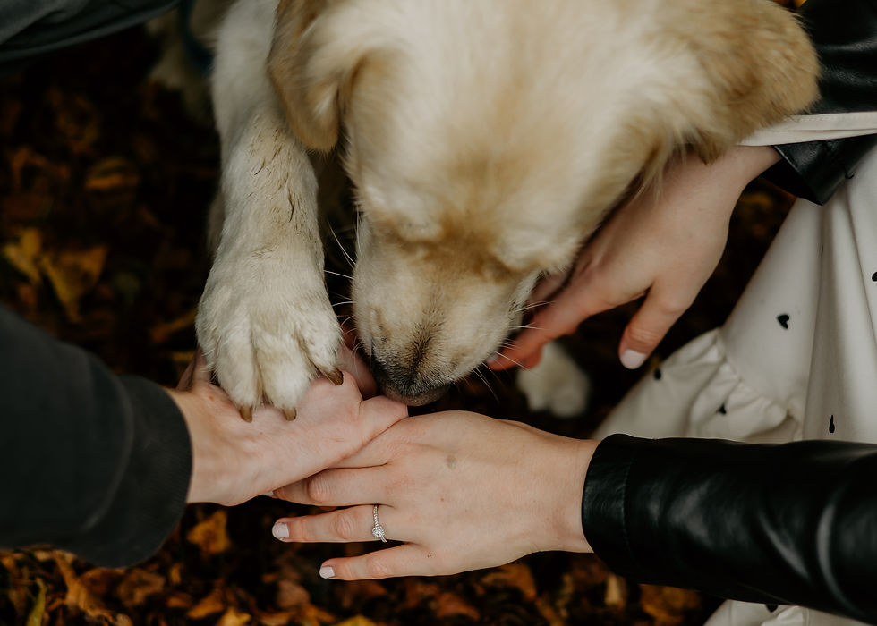 A dog paw on his parents hands engagement photoshoot