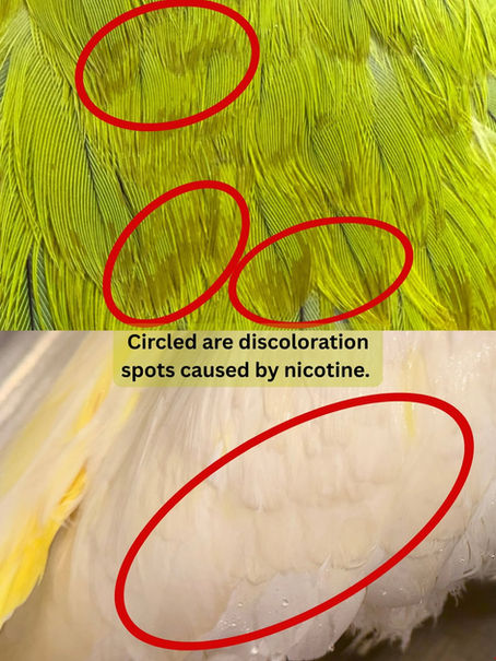 Nicotine and Feathers