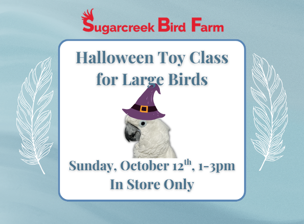 Halloween Toy Class for Large Birds
