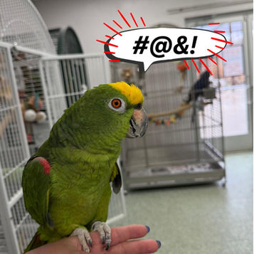 Cussing Parrots?