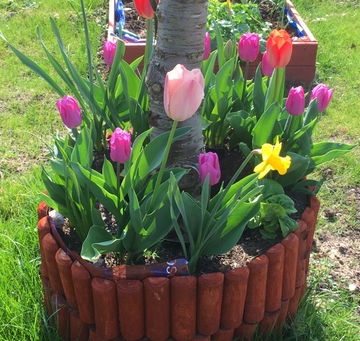 The Allotment 