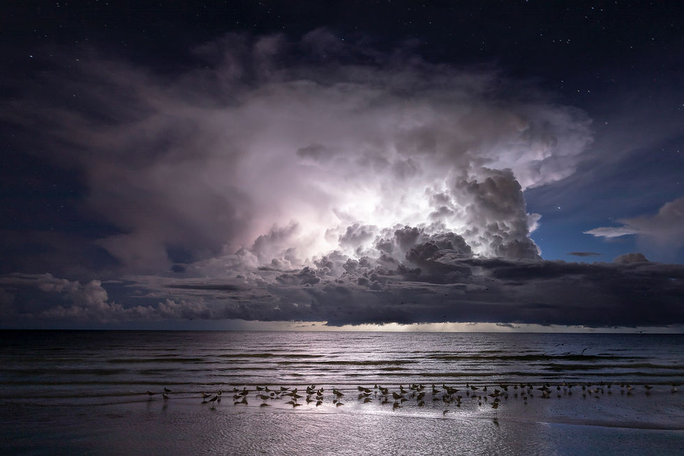 Winners: Tampa Audubon Photo Contest 