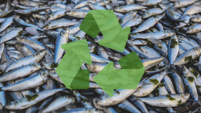 Sustainable Tech: Use of fish waste for fertilizer and other circular approaches