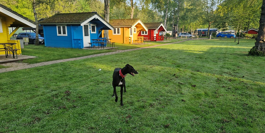 chien europarcs