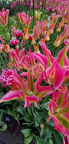 fleur keukenhof