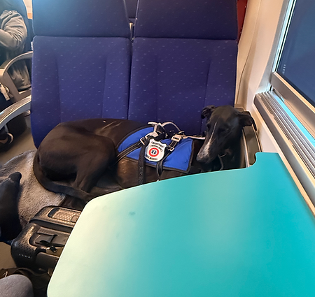 greyhound ouigo