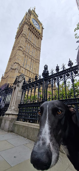 chien angleterre visite