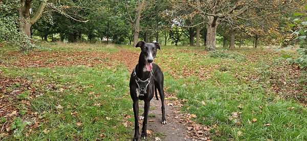 chien heureux londres