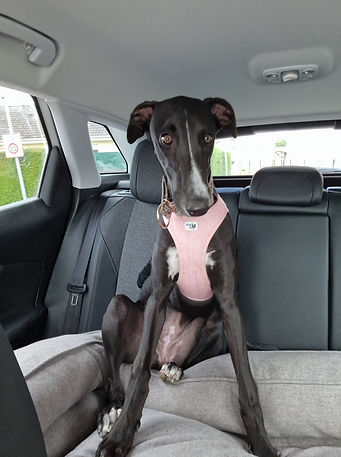 Chiot harnais voiture