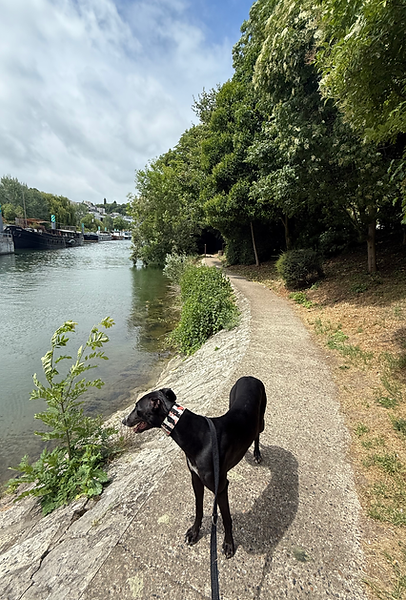 Parisian dog walk