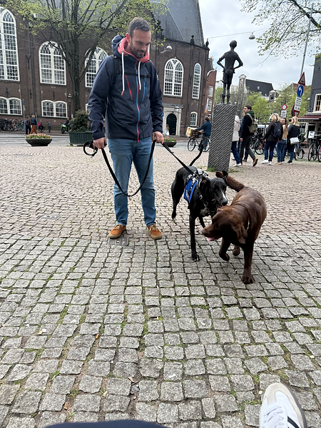 Amsterdam dogs