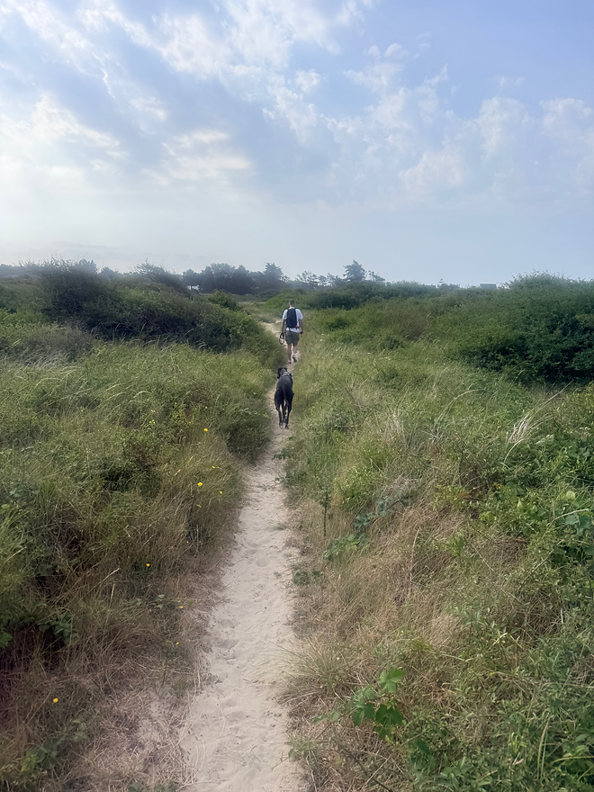 chien sentier