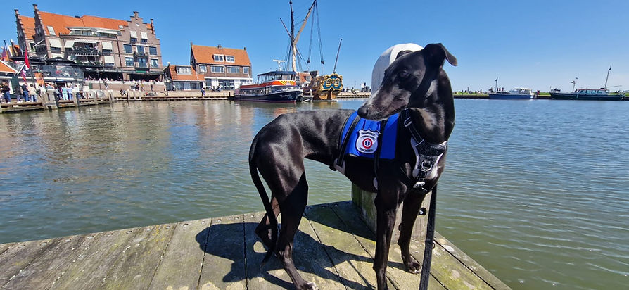 chien volendam