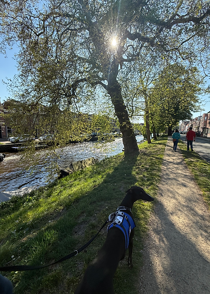 chien haarlem