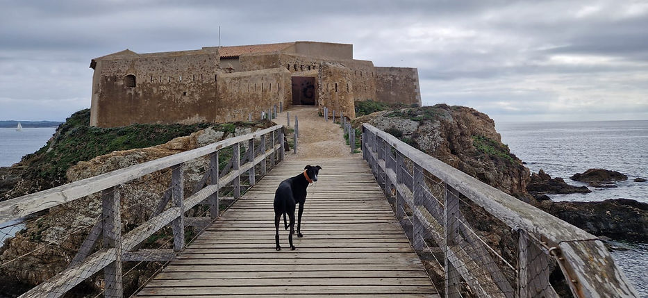 chien tour fondue