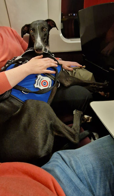 chien eurostar
