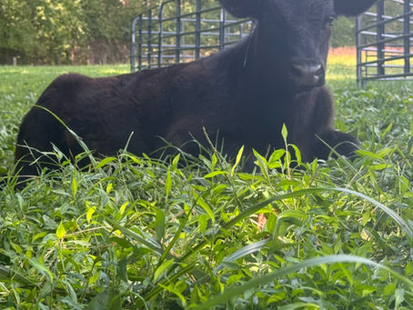 Ensuring Cows Stay Hydrated During Hot Days with Fresh Water Solutions