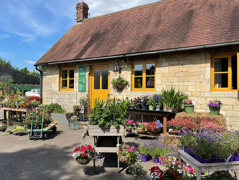 Shop with lots of plants and flowers
