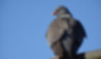 Pigeon sitting on a roof