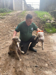 Terrier dogs on a farm