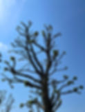 Newly cut tree