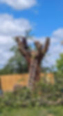 Ste of trees.JPG