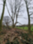 Tree work