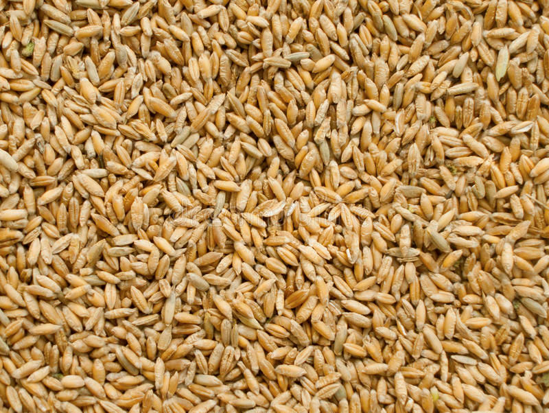 Triticale