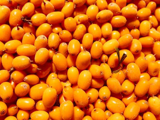The Multifaceted Uses of Sea Buckthorn: More Than Just a Berry