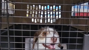 TREINAMENTO EM CAIXA DE TRANSPORTE