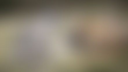 DESCUBRA QUAIS AS CAUSAS DAS BRIGAS ENTRE CÃES DA MESMA CASA