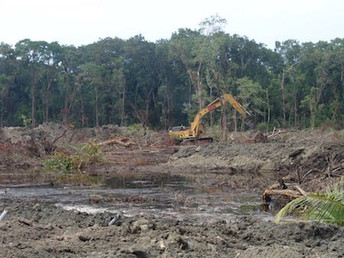 Reversing biodiversity loss requires swift action on conservation and food systems
