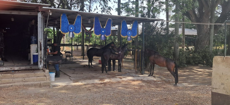 Horses within the working stable area demonstrate the property's established equestrian character and current use.