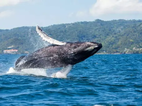 Experience Responsible Whale Watching in Samaná Bay, Dominican Republic