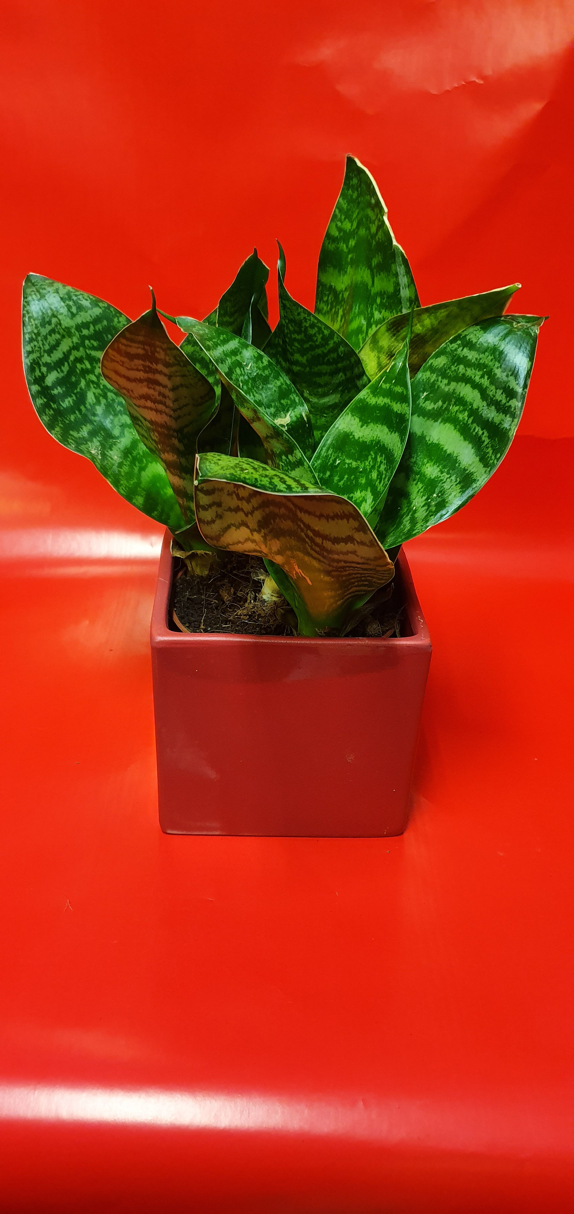 Plante avec pot rouge