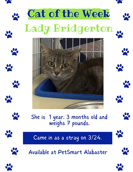 COTW Lady Bridgerton.png