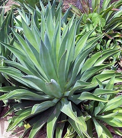 Agave_desmettiana-Smooth_Agave_598x.jpg