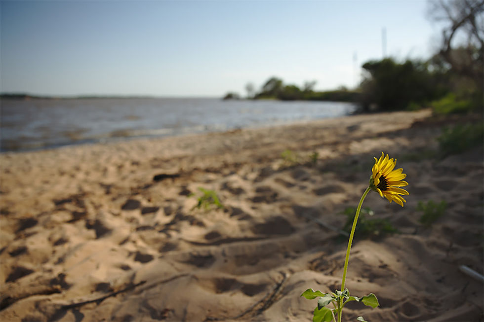 A single daisy grows in the sand at Sandy Beach, a great place to catch some rays and relax while staying at Salt Plains State Park.