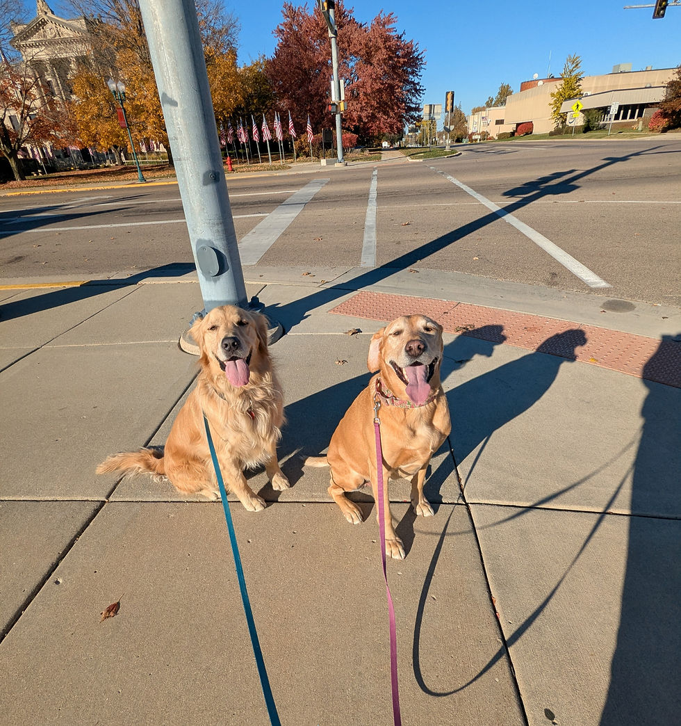 Two dogs sitting at a city crosswalk