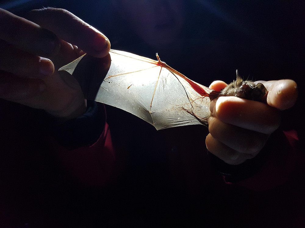 Short Tailed Bat