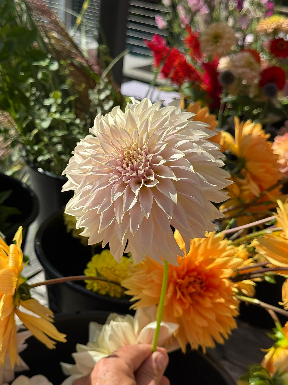 Thumbnail: Summer Flower CSA (6 Weeks)