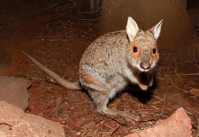 Spectacled hare-wallaby