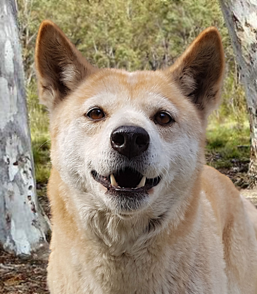 The Australian alpine canine