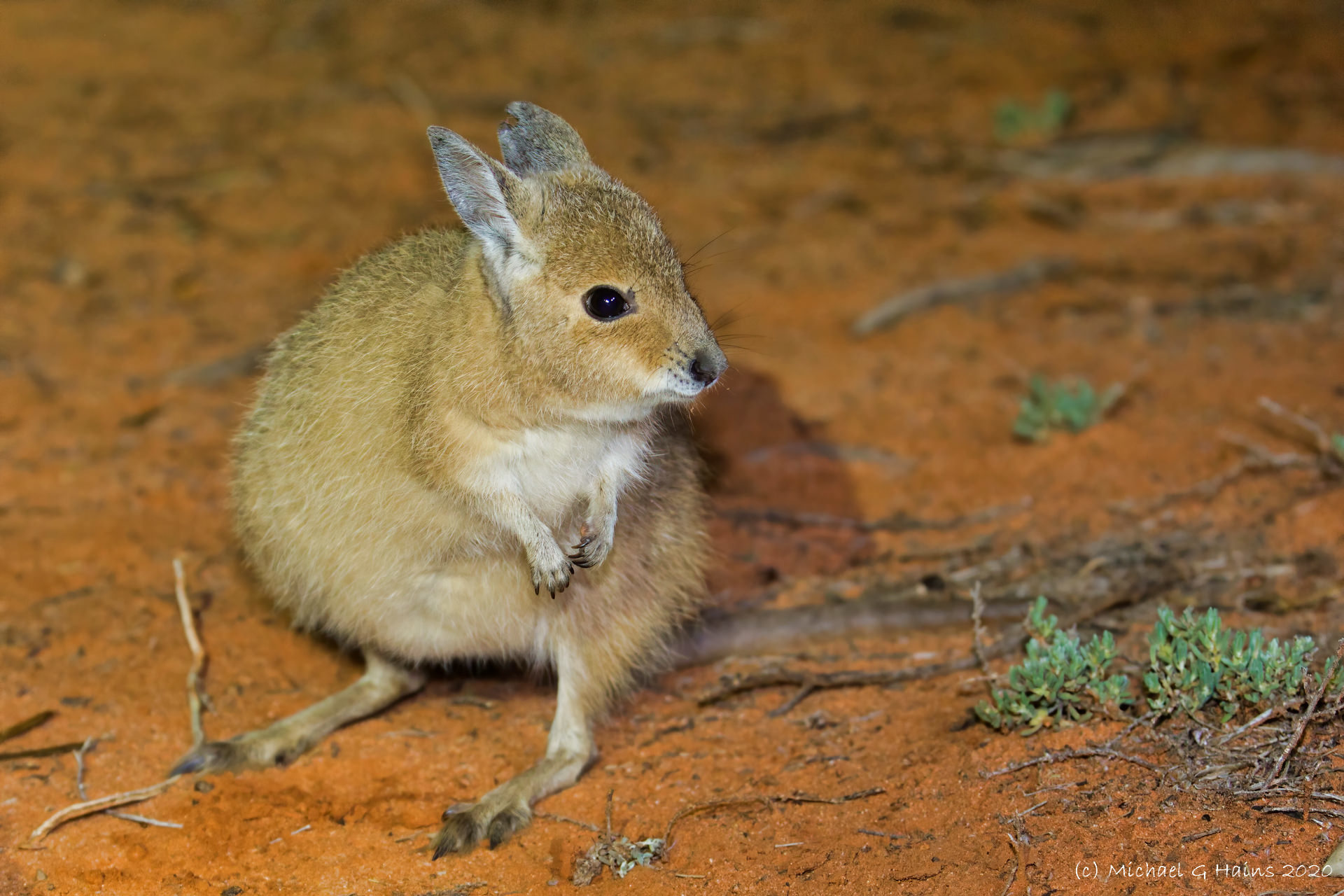 Rufous hare-wallaby