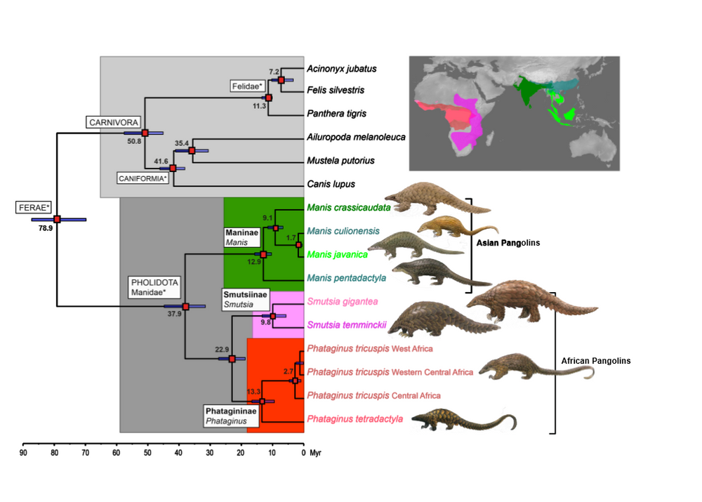 Scaling up genomes of scaly pangolins