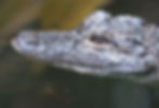 Chinese alligator