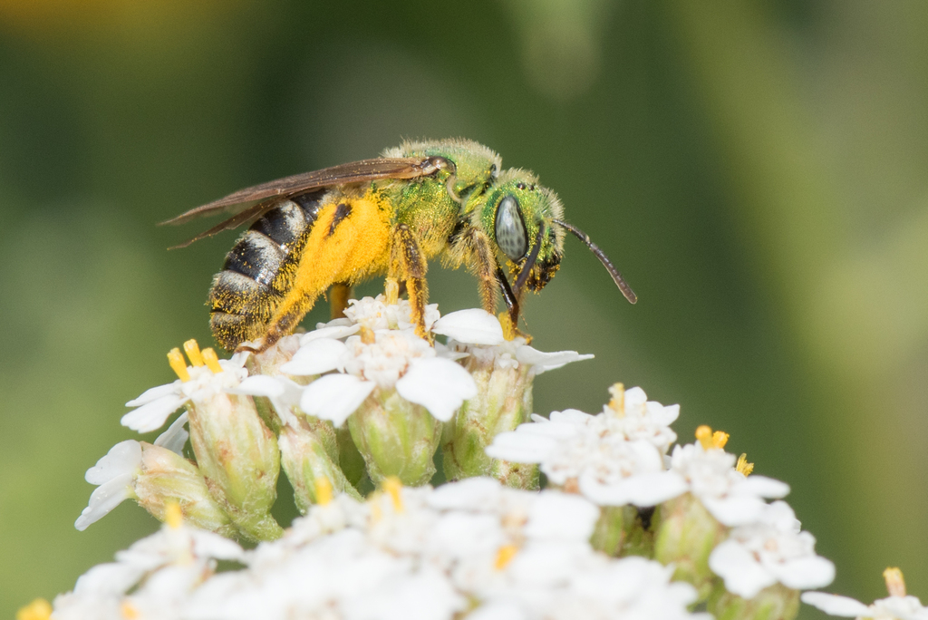 Bicolored striped sweat bee