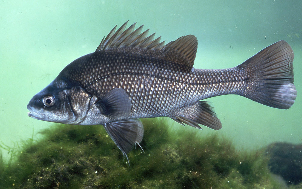 Something fishy