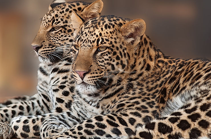 africa-animal-big-cat-88234.jpg