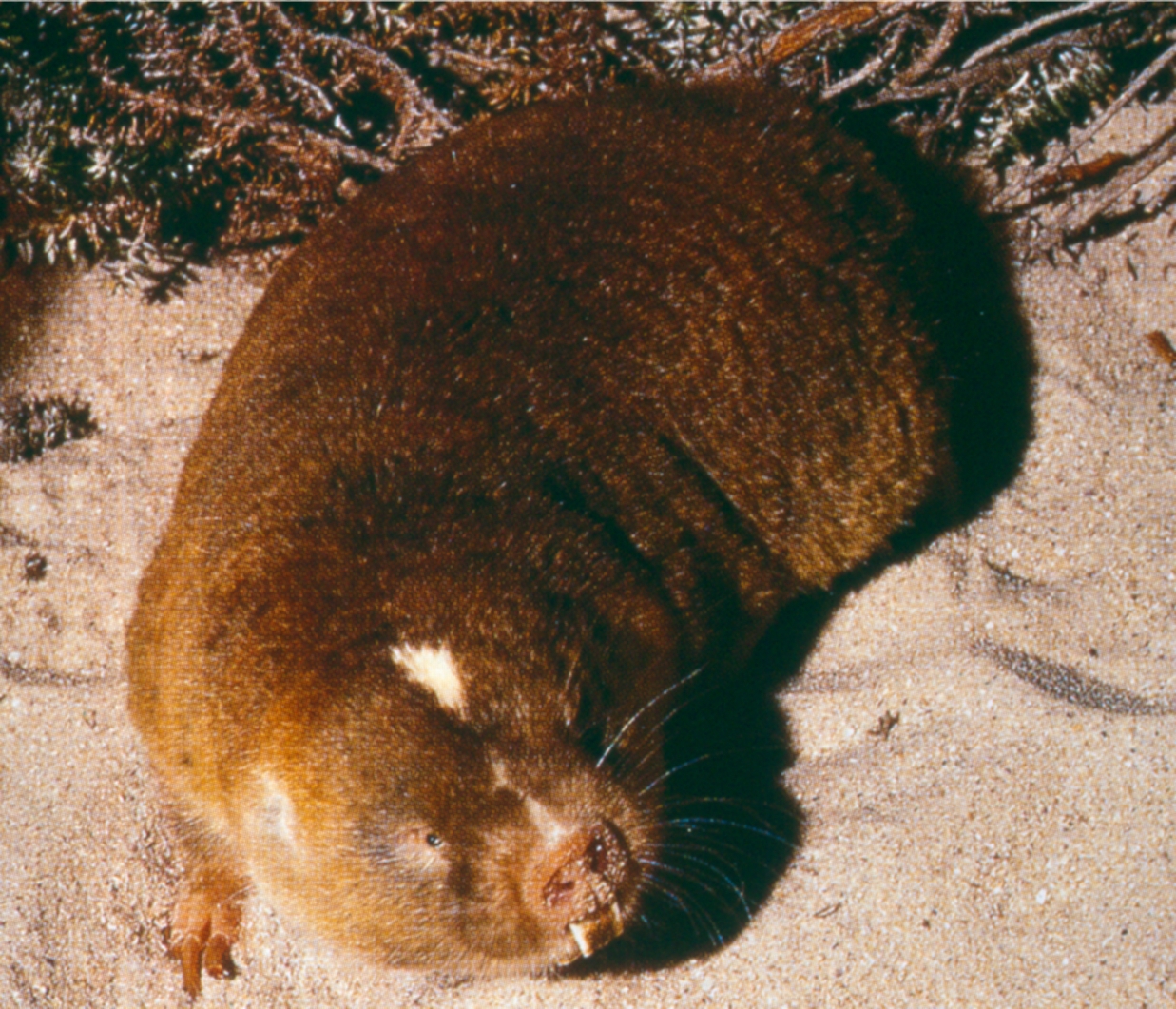 Cape dune mole-rat